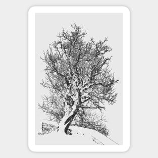 Black and White Tree Branches Sticker